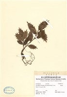 藏品(鼠刺)的圖片